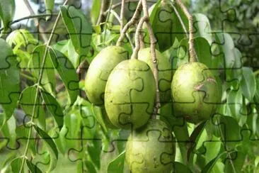 Ambarella