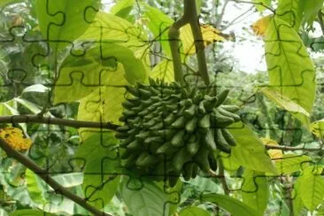 biriba jigsaw puzzle