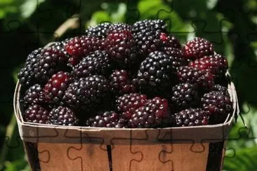Boysenberry