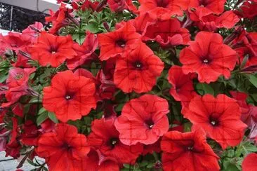 petunia