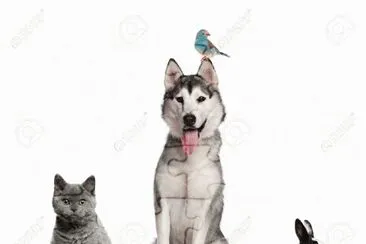 mix jigsaw puzzle