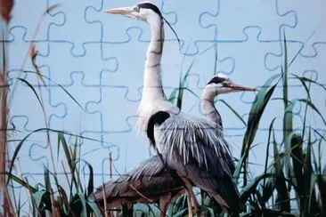 airone jigsaw puzzle