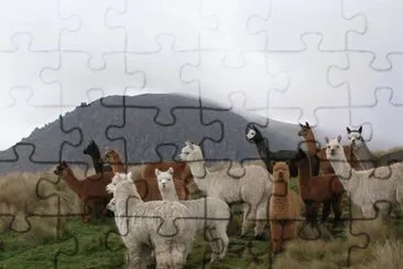 alpaca