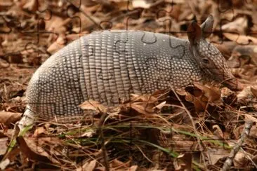 armadillo