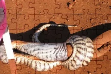 serpiente