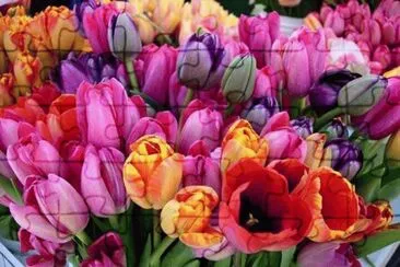 Dutch Tulips