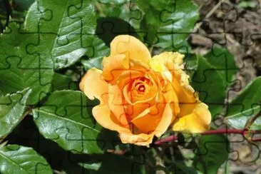 rose jaune jigsaw puzzle