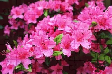azalea jigsaw puzzle