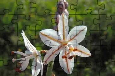 asfodelo jigsaw puzzle