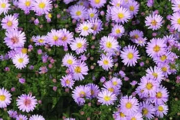 aster jigsaw puzzle
