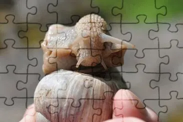 Schnecke jigsaw puzzle