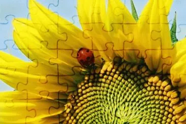 girasole