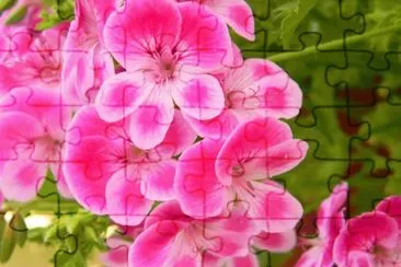 geranio jigsaw puzzle