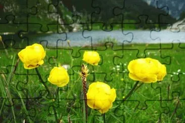 botton d 'oro