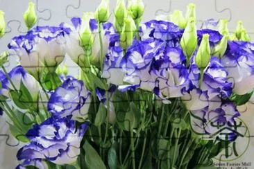 eustoma