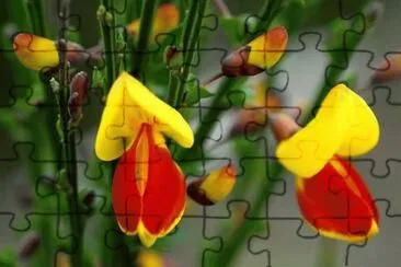 ginestra jigsaw puzzle