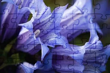 genziana jigsaw puzzle