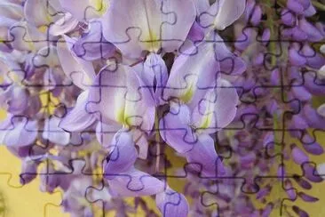 glicine jigsaw puzzle