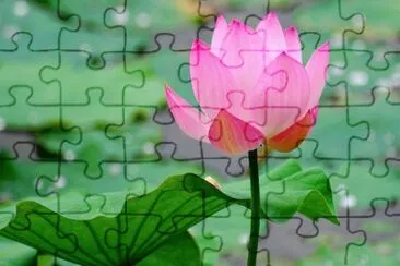 loto jigsaw puzzle