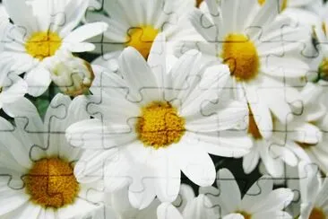 margherita jigsaw puzzle