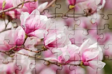 magnolia jigsaw puzzle