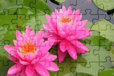 ninfea jigsaw puzzle