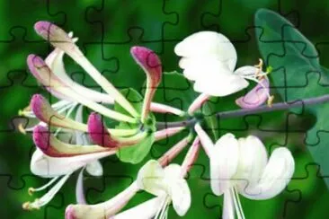 caprifoglio jigsaw puzzle