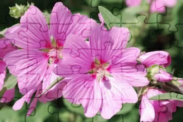malva