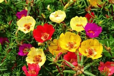 portulaca