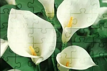 calla