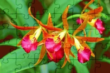 orquÃ­dea brassocattleya jigsaw puzzle