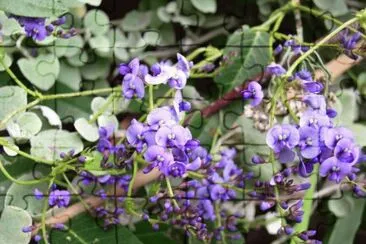 hardenbergia violacea