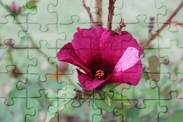 DELICADEZA jigsaw puzzle