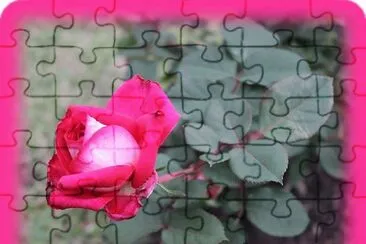 ROSA ROSA jigsaw puzzle