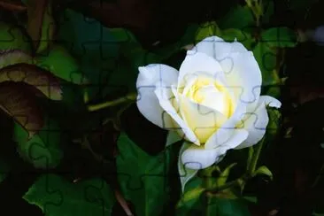 flores jigsaw puzzle