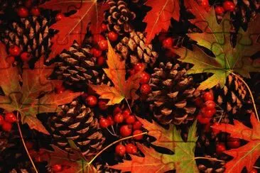 Canadian Fall