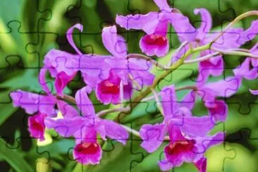orquÃ­dea cattleya