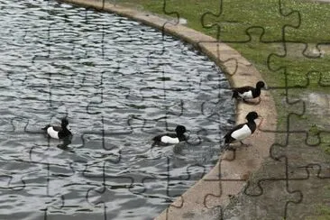 patitos jigsaw puzzle