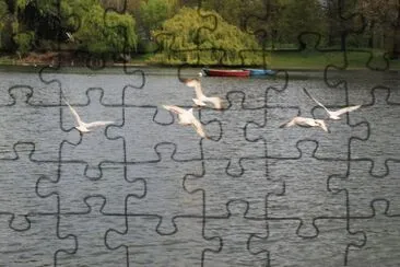aves jigsaw puzzle