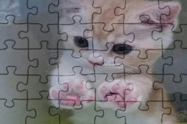 פאזל של gatito