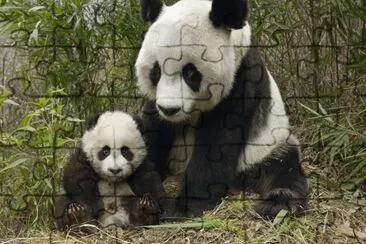 Pandas jigsaw puzzle