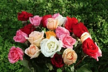 flores jigsaw puzzle