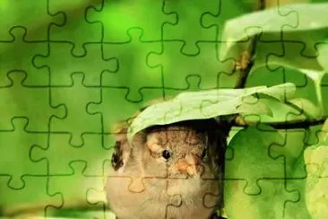 ×¦×™×¤×•×¨ jigsaw puzzle