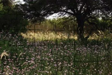 En Forres. Santiago del Estero. Argentina