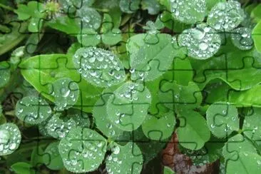 Clover in the morning dew jigsaw puzzle