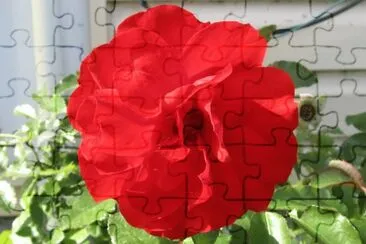 Really red rose! jigsaw puzzle