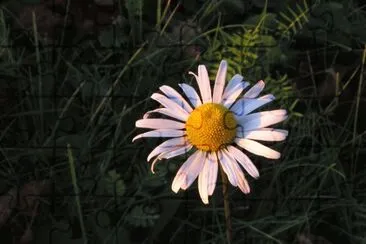 Daisy at dusk jigsaw puzzle