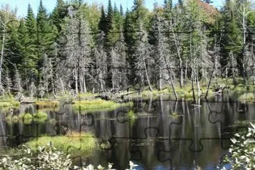 Even a swamp can be scenic! jigsaw puzzle