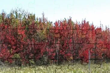 פאזל של Fall colours are starting !