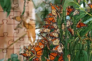 mariposas jigsaw puzzle